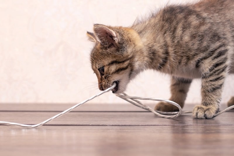 Cat Chewing Wire