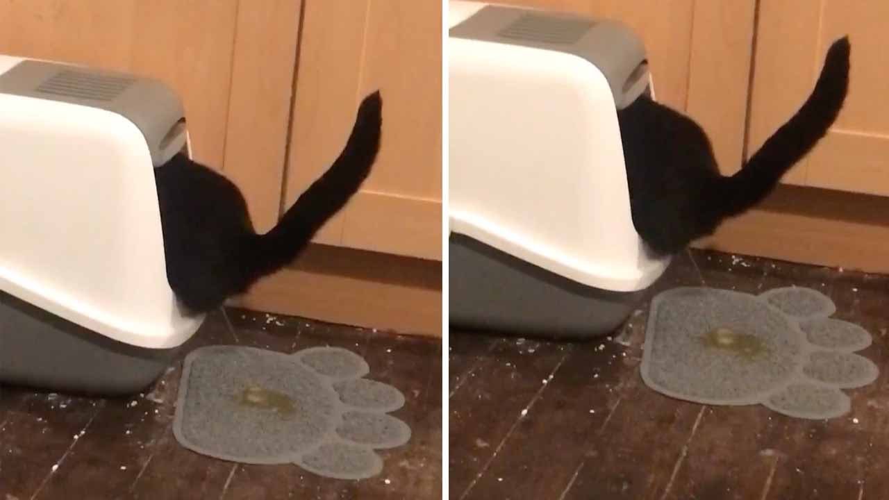 Cat Peeing Outside