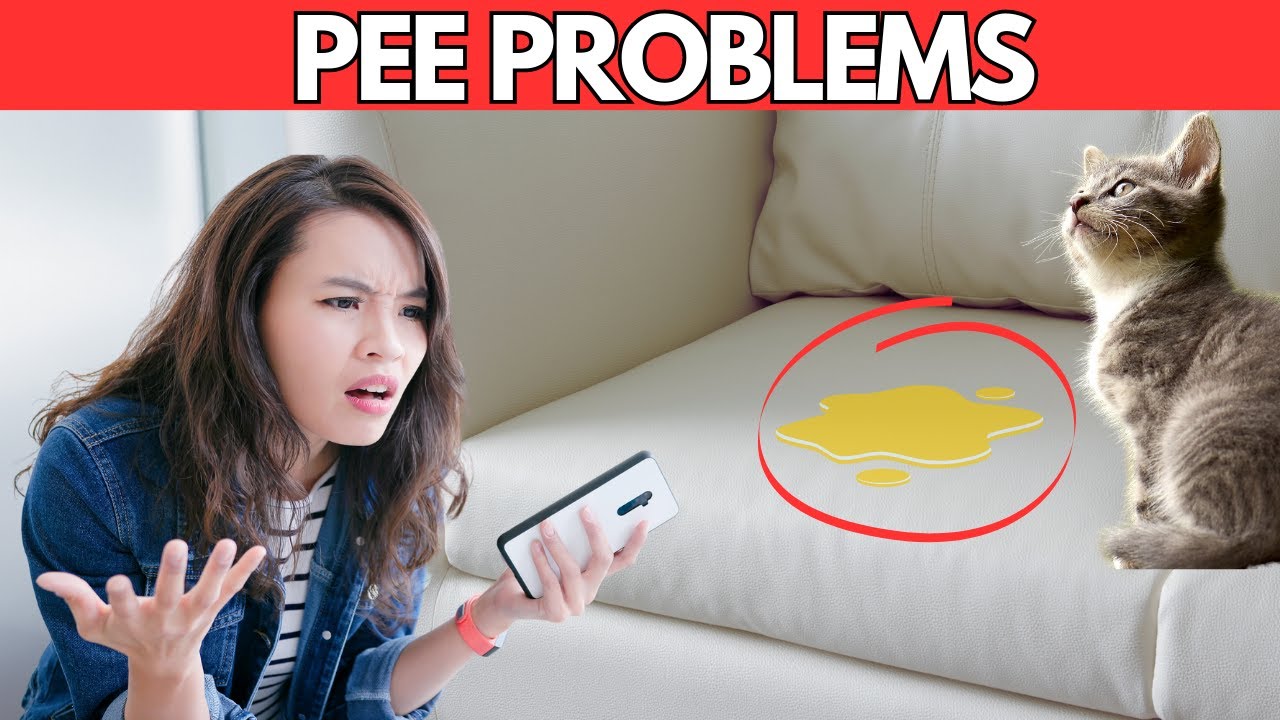 Cats to Stop Peeing Everywhere