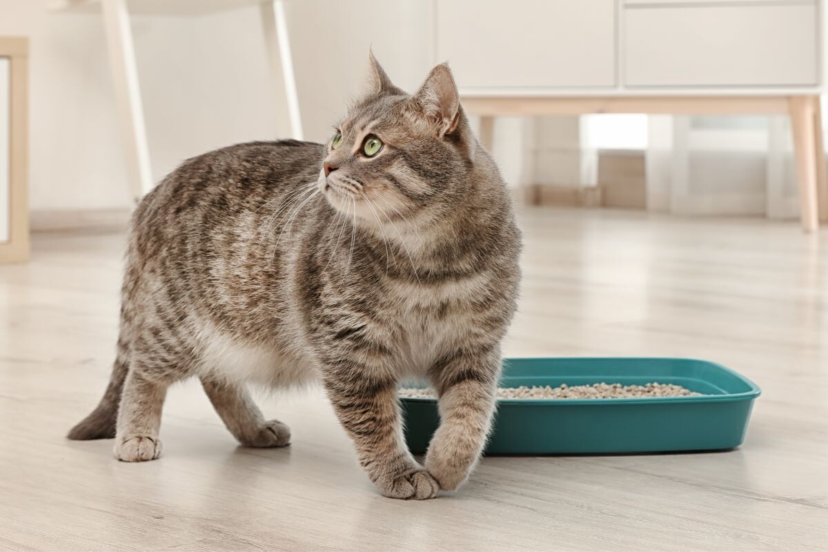 How Often Should You Change Your Litter Box