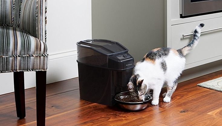 automatic cat food dispenser