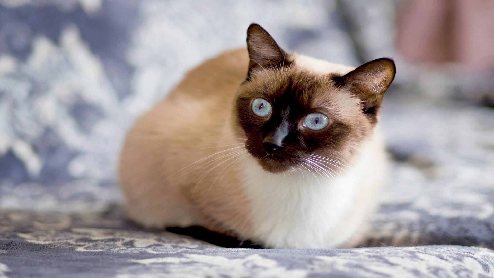 Best Cat Names for Male Siamese