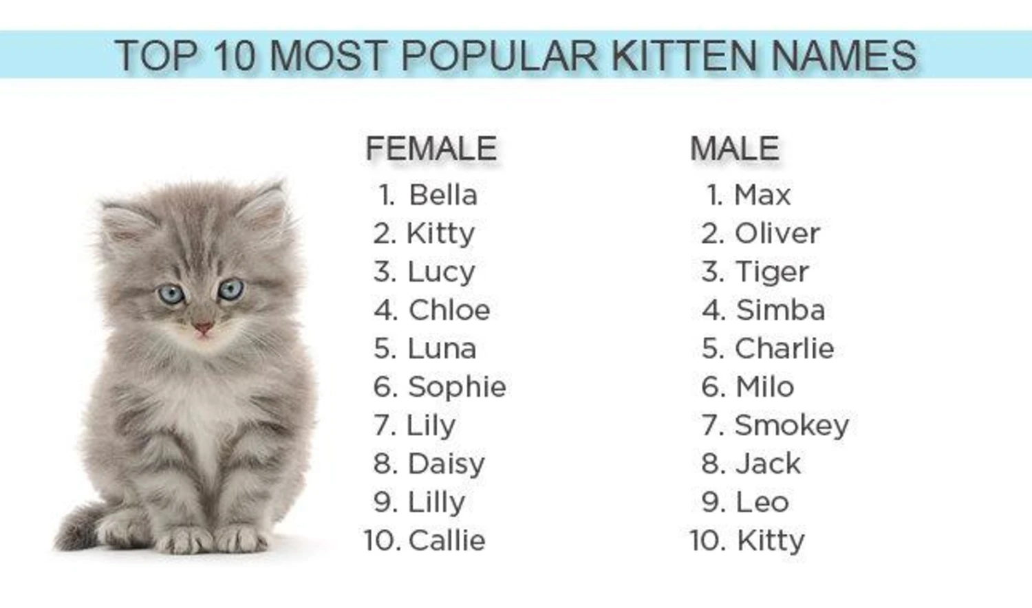 Best Cute Cat Names for Calicos