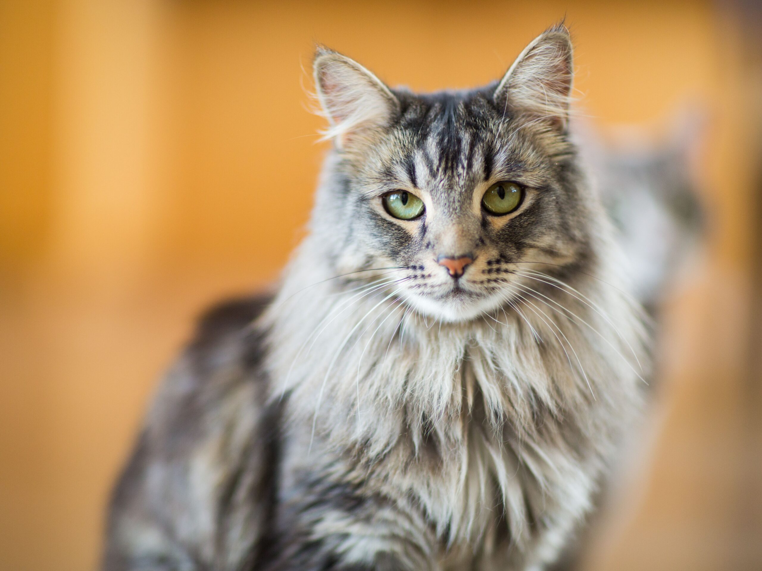 Big House Cats