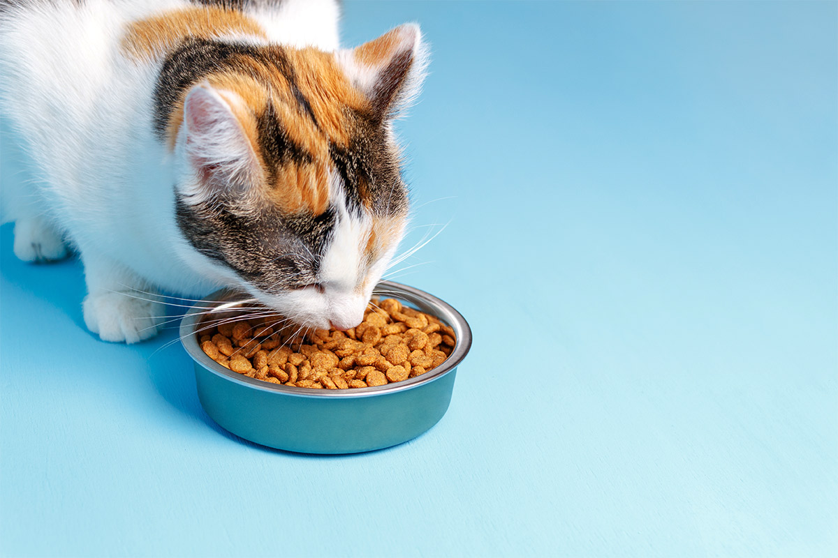 Blue Pet Food for Cats