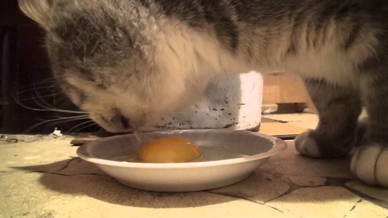 Can Cats Eat Egg Yolk