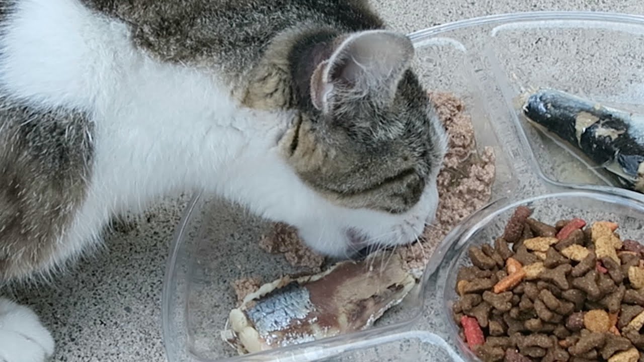 Can Cats Eat Sardines
