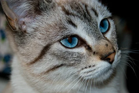 Cat Breeds with Blue Eyes