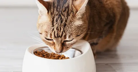 Cat Food for Picky Cats