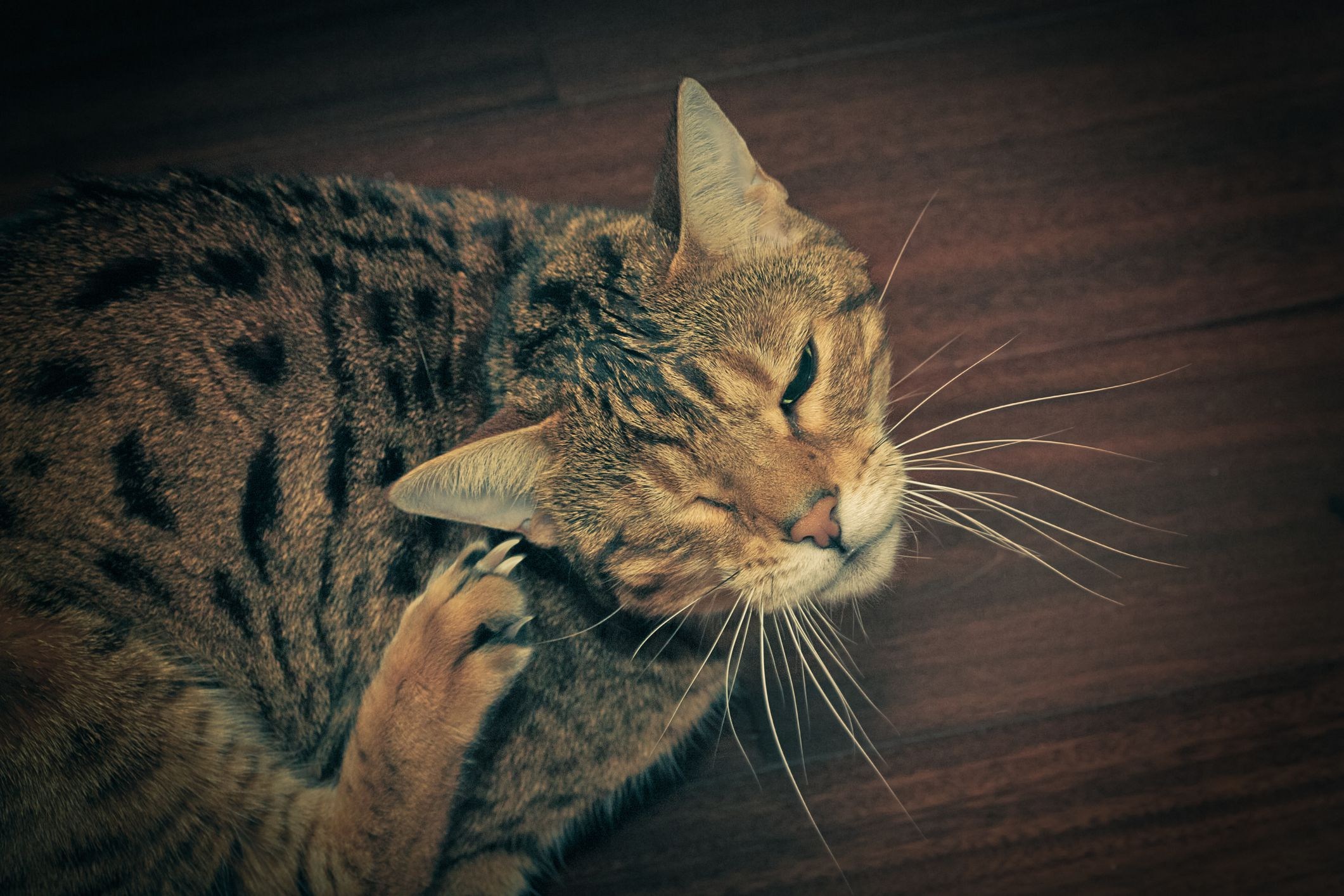 Cat Head Shaking and Ear Scratching: