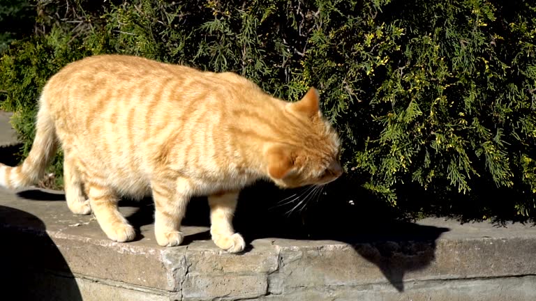 Cat Head Shaking