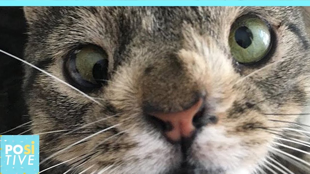 Cat with Down Syndrome