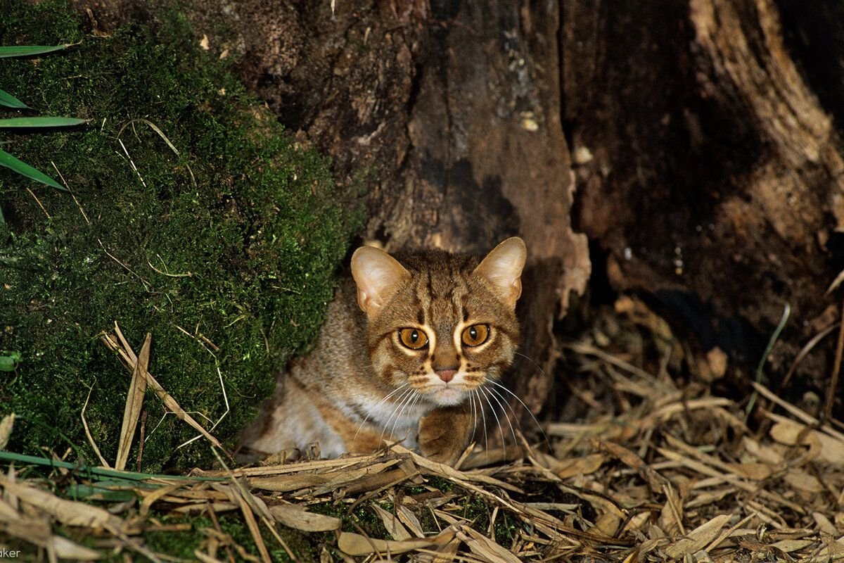 Cats Crossed with Wild Cats