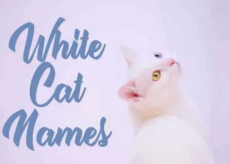 Cute Names for White Cats