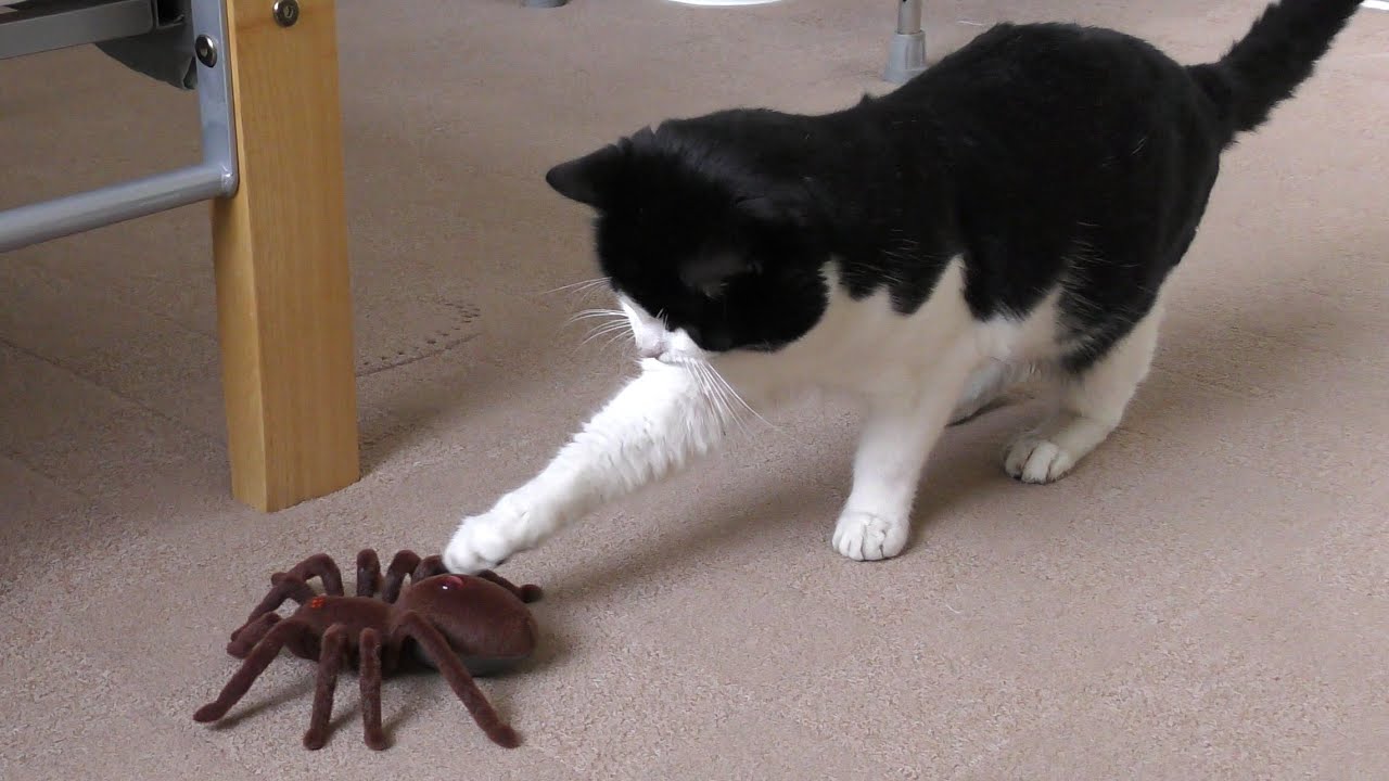 Do Cats Eat Spiders