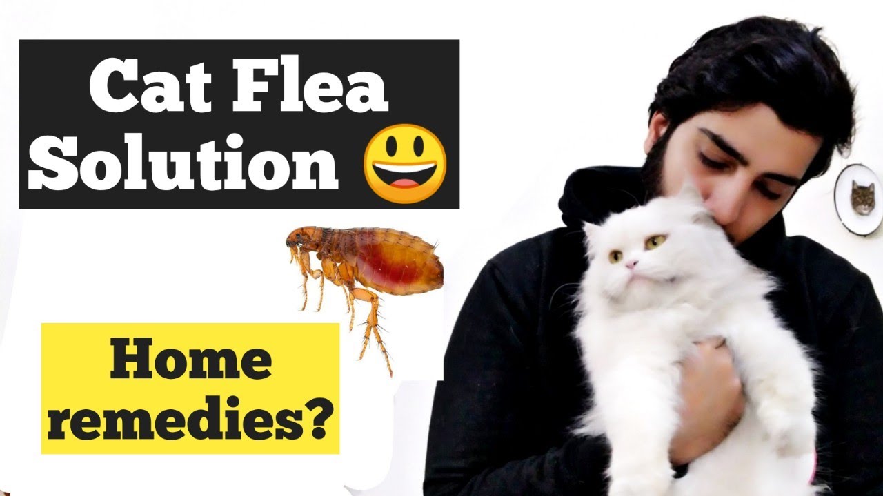Home Remedies for Fleas on Cats