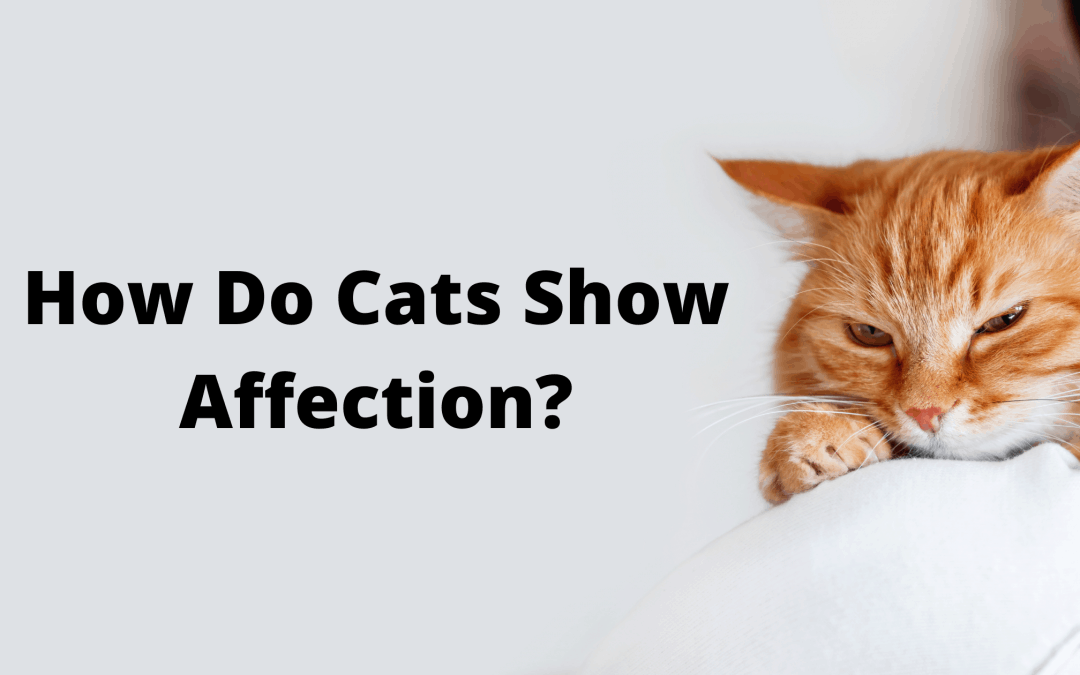 How a cat shows affection