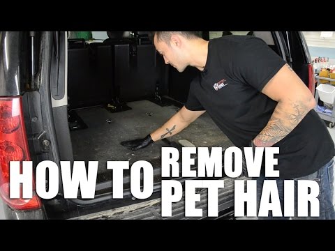 How to Remove Pet Hair from Car: