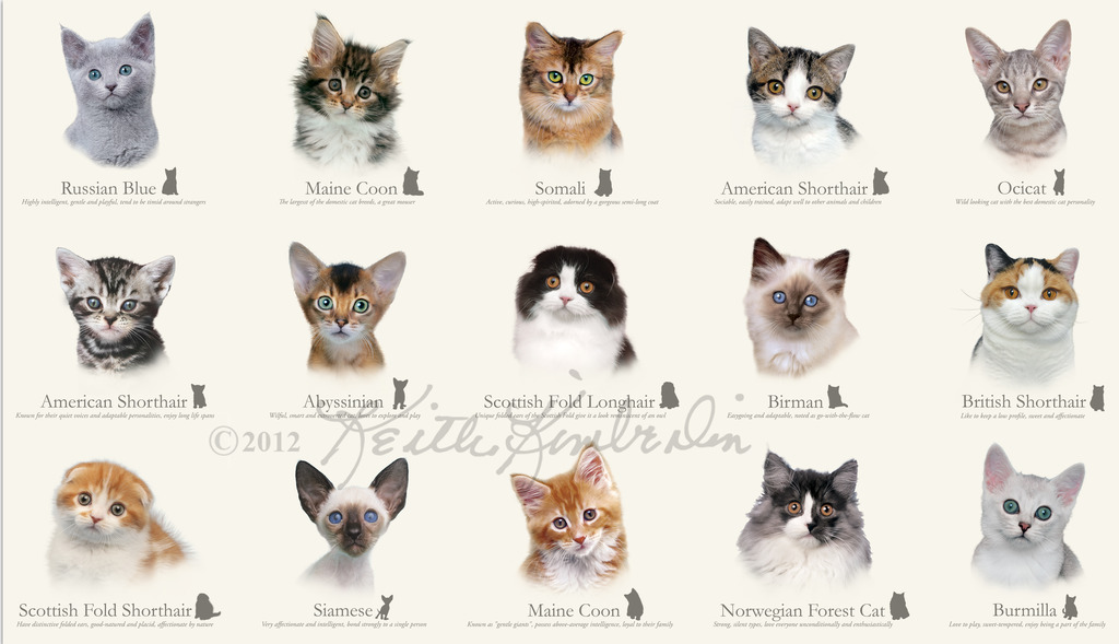 Large Breeds of Domestic Cats