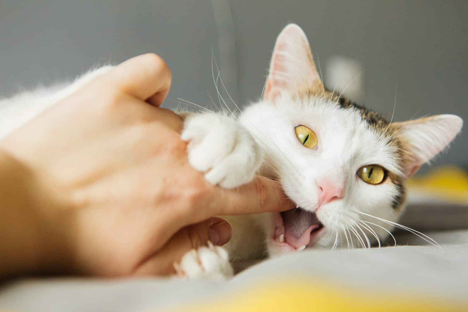 Cat Keep Biting Me