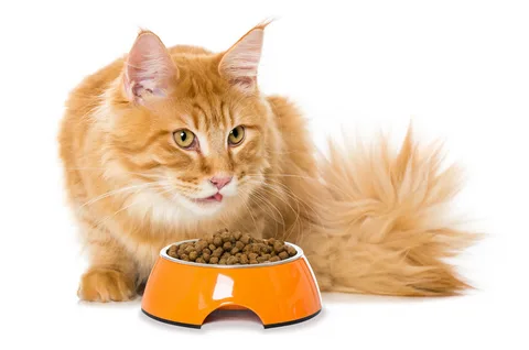 My Perfect Pet Cat Food