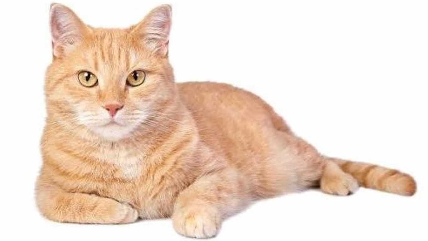 Orange Tabby Cat Personality