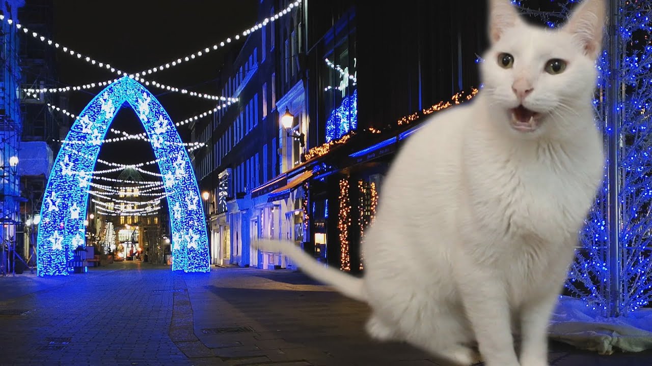 Pet Food Jingle Sung by Cat