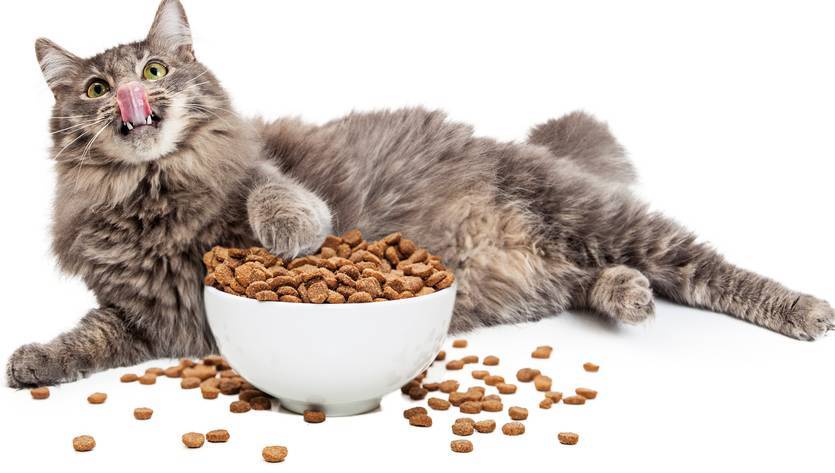 Pet Keen Cat Food Recall