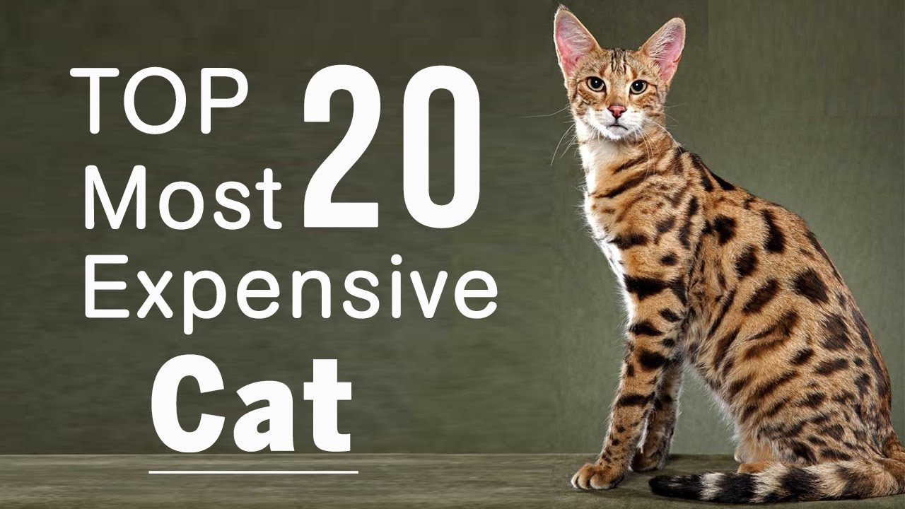 The Most Expensive Breed of Cat