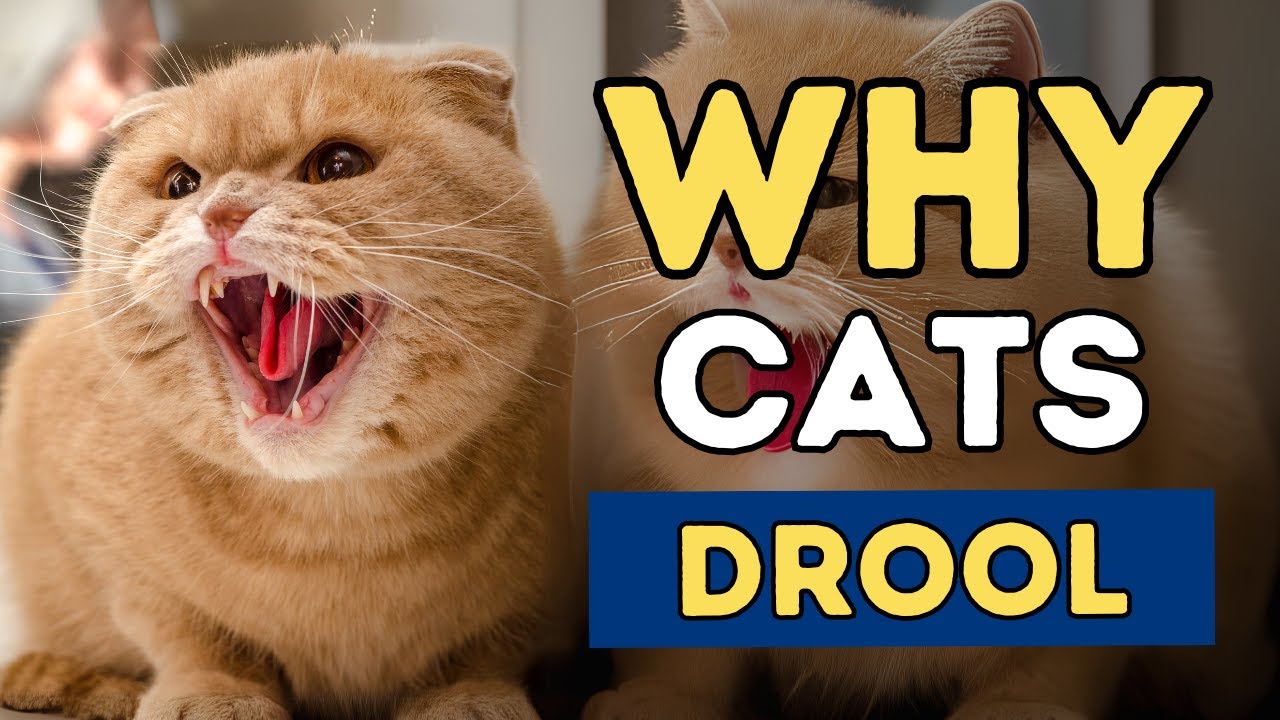 What Causes Cats to Drool