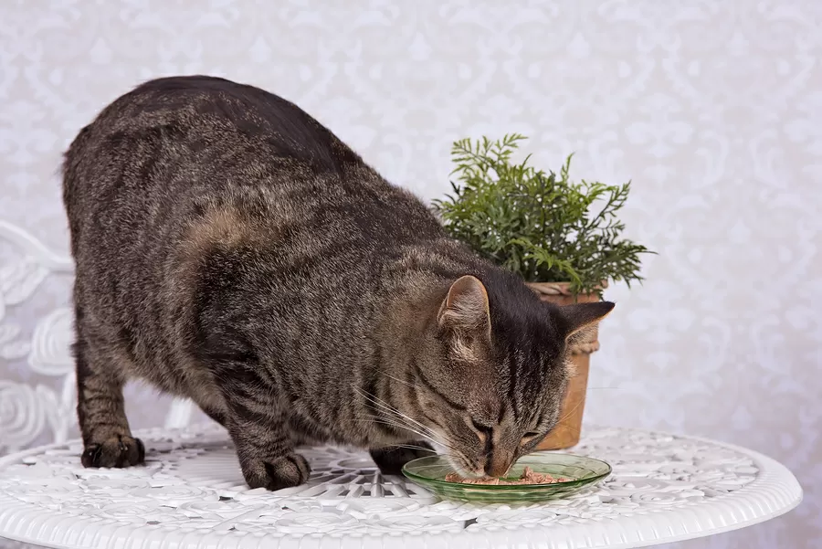 What Do Manx Cats Eat