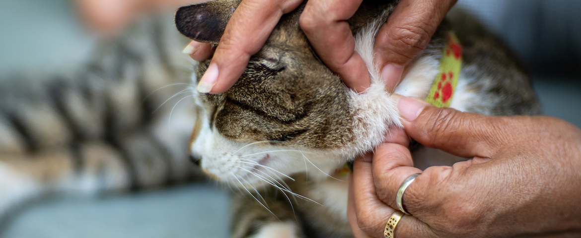 What Fleas Do to Cats