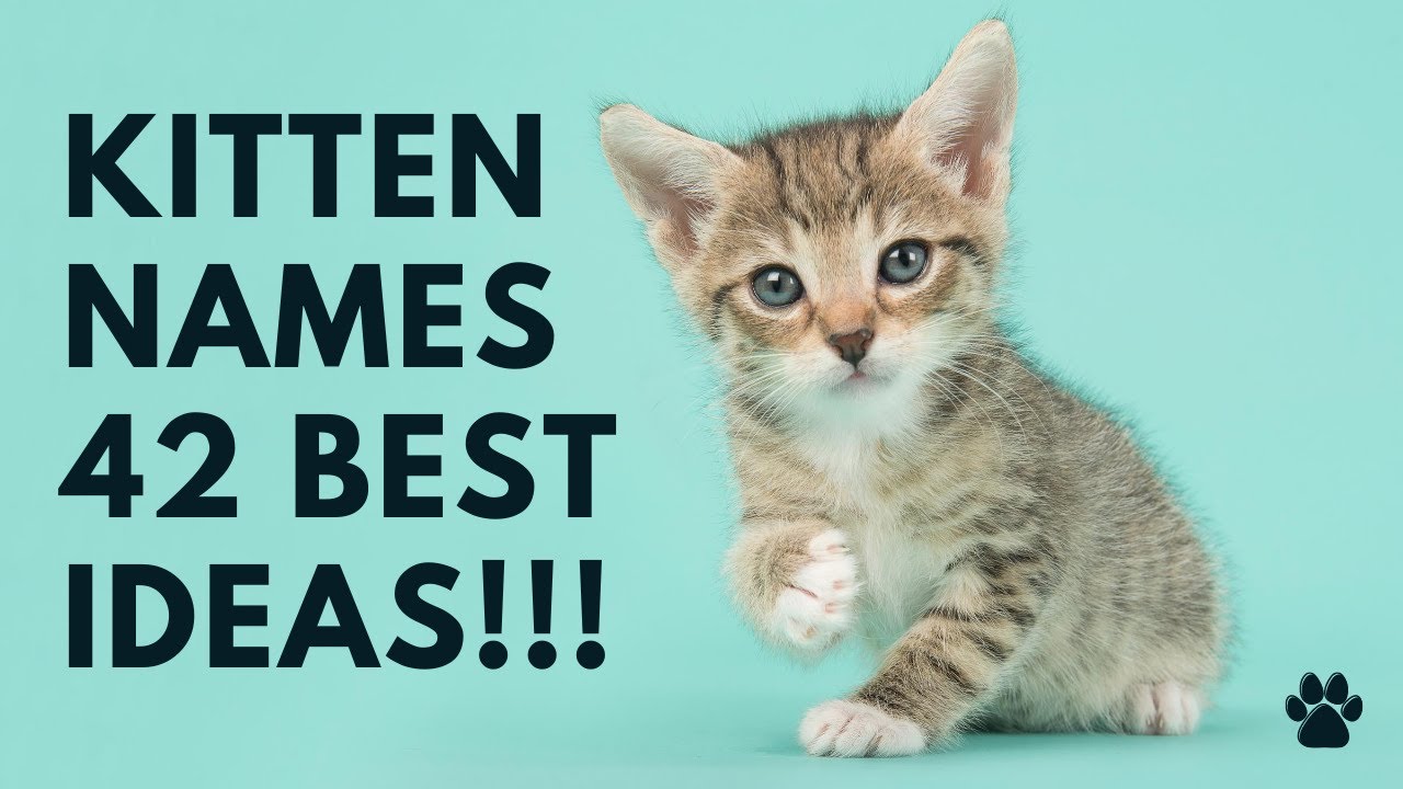 White Kitten Names for Male