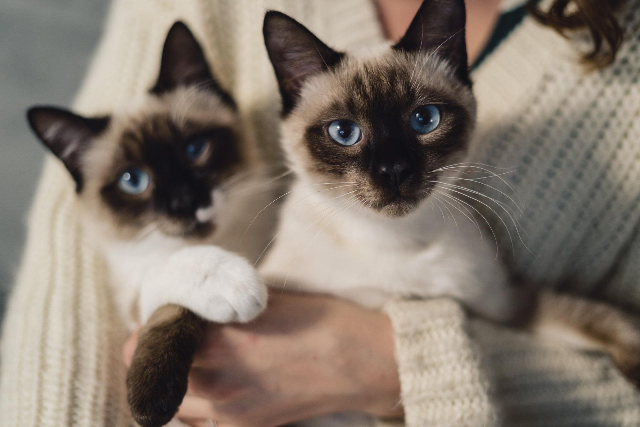 White and Black Cat Breeds