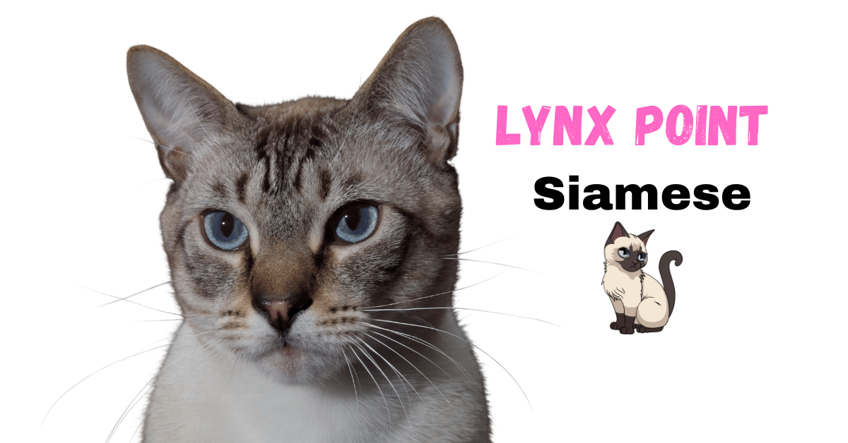 cat breed lynx point siamese