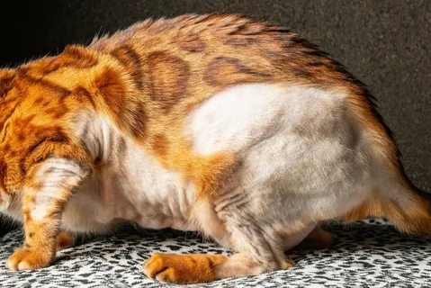 cat hair loss on legs