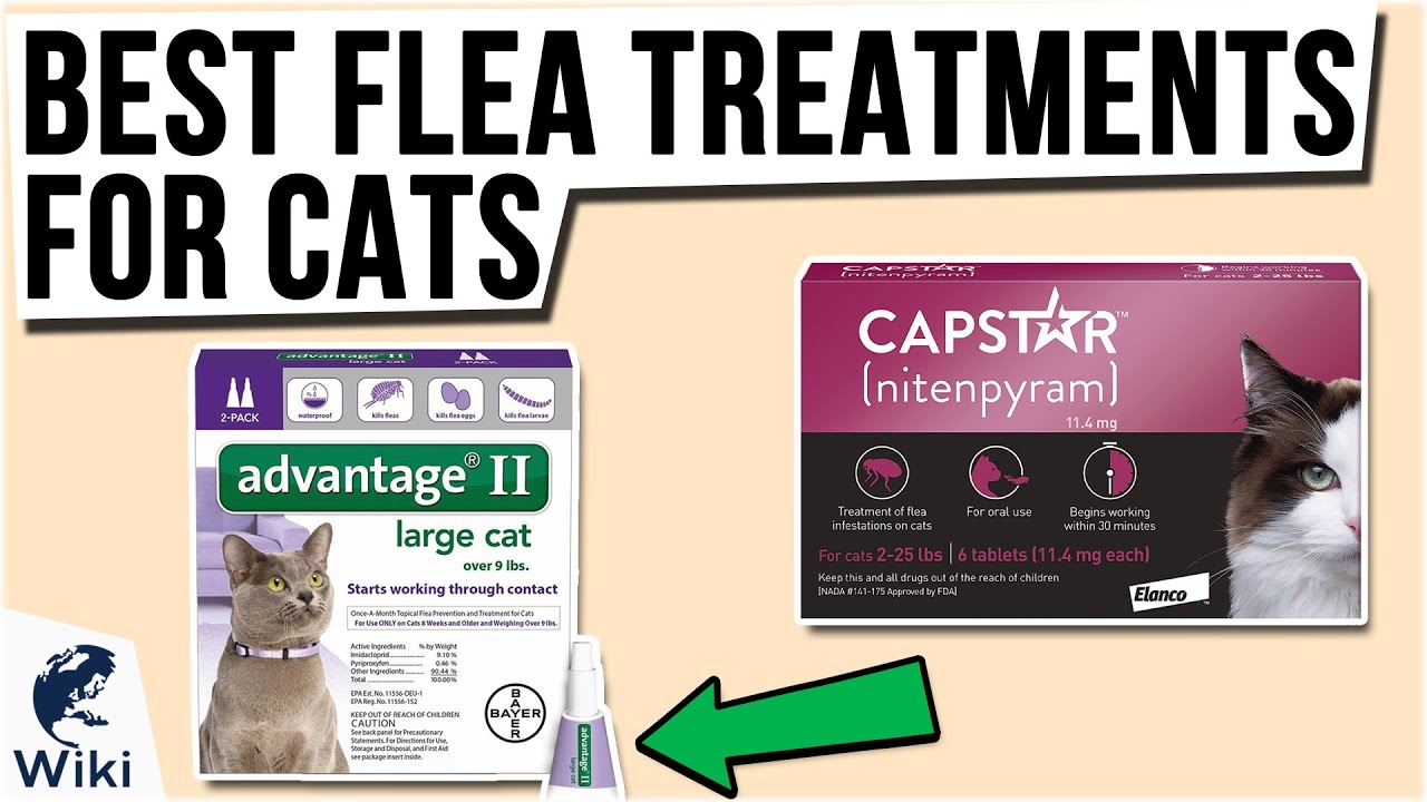 free flea treatment for cats