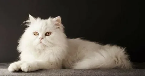 good-names-for-persian-cats