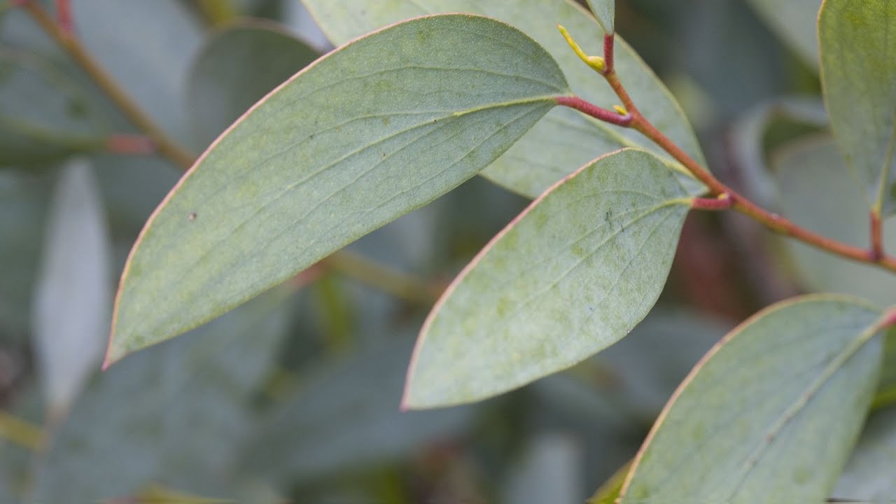 is eucalyptus harmful to cats