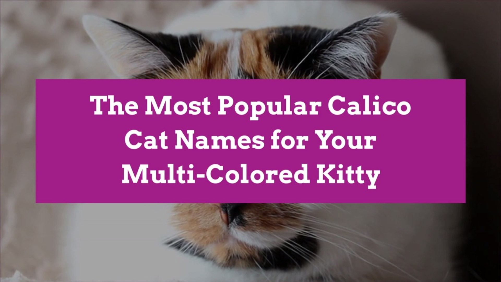 unique girl cat names calico